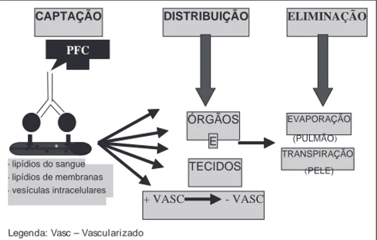 Figura 1 – Desenho esquemático do metabolismo dos PFC no orga- orga-nismo