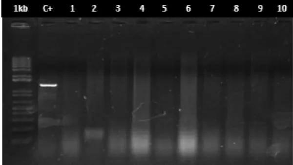 Figure  2.1  -  Electrophoretic  pattern  on  agarose  gel  of  PCR  with  universal  nucleotides  for  Begomovirus, from total DNA extracted from B