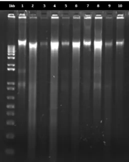 Figure  2.2  -  Electrophoretic  pattern  on  agarose  gel  of  total  DNA  extracted  from  B
