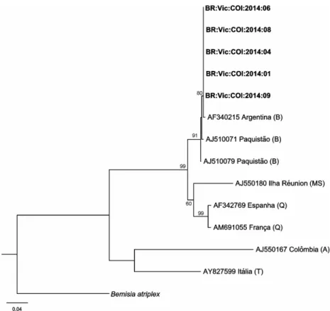 Figure 3.4 - Phylogenetic tree obtained from alignment of the partial sequences of mtCOI from the  reared whiteflies (in bold) and isolates from different biotypes (A, B, MS, Q and T)