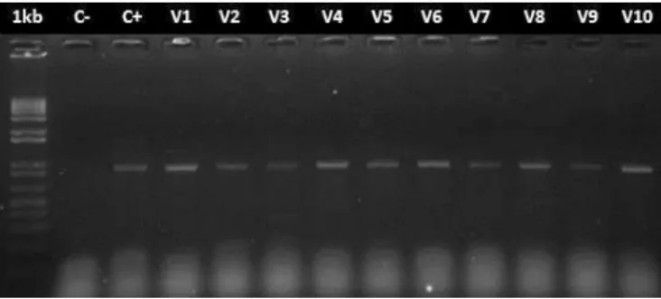 Figure  3.6  –  Electrophoretic  pattern  on  agarose  gel  of  RT-PCR  from  RNA  extracted  of  control  leaves of oviposition experiment