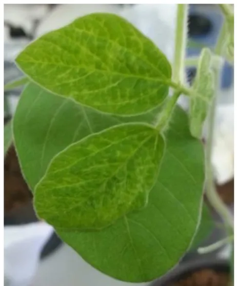 Figure 3.12 - Third trifoliate (with initial symptoms) over the first trifoliate. 
