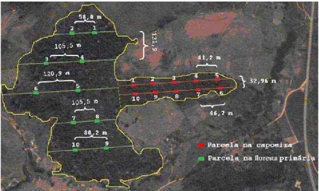 Figura 2 – Posicionamento das parcelas na floresta primária e na capoeira. 