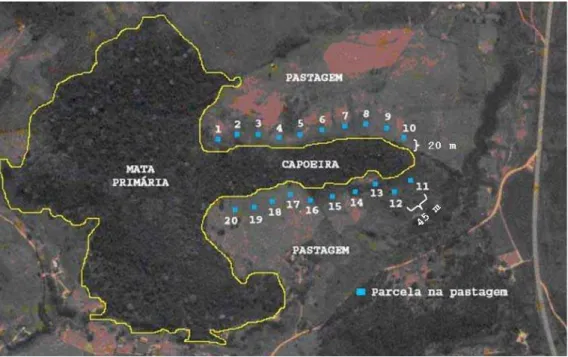Figura 3 – Posicionamento das parcelas na pastagem. 