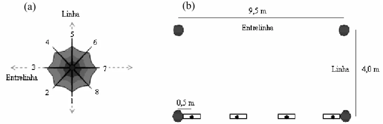 Figura 3 - Croqui de medição do raio da copa, em oito posições ortogonais, a partir  do fuste da árvore até a extensão do maior galho (a) e de localização dos  pontos de leitura do índice de área foliar e radiação fotossinteticamente  ativa (b)
