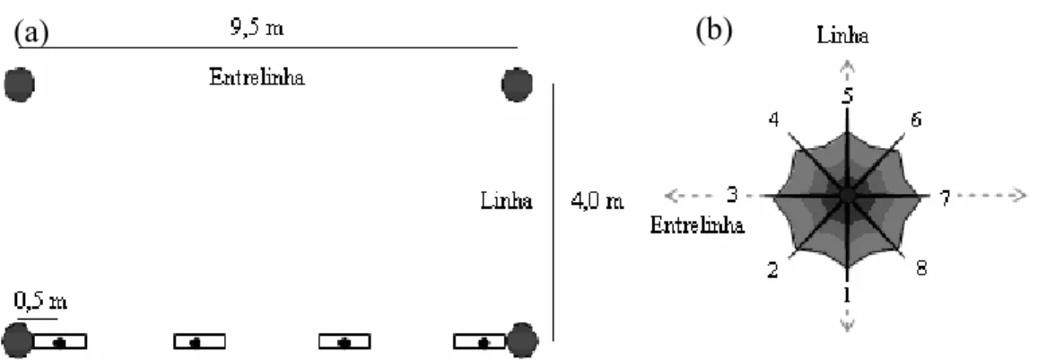 Figura 2 - Croqui de localização dos pontos de leitura do índice de área foliar (IAF) e  radiação fotossinteticamente ativa (RFA) (a) e de medição da projeção da  copa no solo (b)