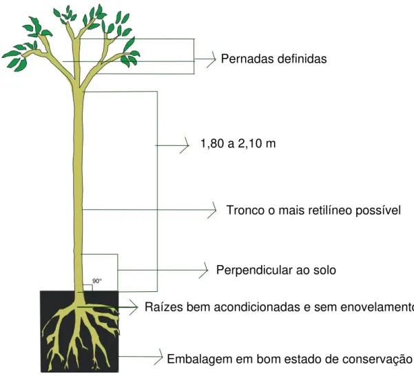 Figura 1 - Esquema de uma muda ideal para arborização urbana (adaptado de  CESP, 1988)