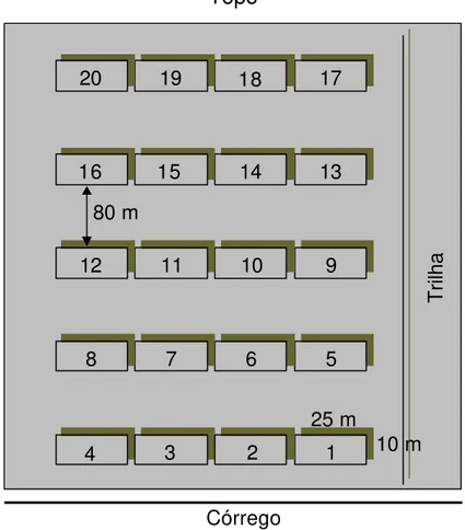 Figura 2  –   Desenho esquemático da distribuição das unidades amostrais ao 