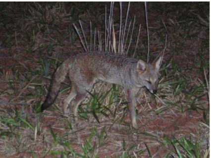 Figura 1 - Pseudalopex vetulus (raposa-do-campo). Animal adulto e do sexo masculino.  Foto obtida pelo autor
