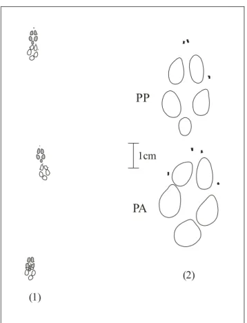 Figura 2 - (1) Trilha de pegadas deixadas por Pseudalopex vetulus (raposa-do-campo);  (2) PP (pata posterior) e PA (pata anterior) de P