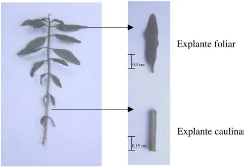 Figura 1 – Explantes foliar e caulinar de clones híbridos de Eucalyptus grandis x E. 