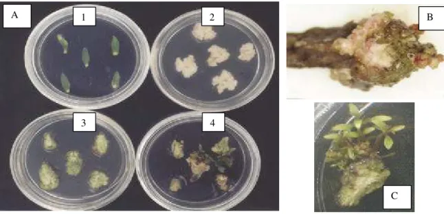 Figura 10 - (A) organogênse de explante foliar nas fases inicial (1), de calejamento  no escuro (2), na presença de luz (3) e de regeneração de gemas  adventícias (4) do clone 1 após 35 dias