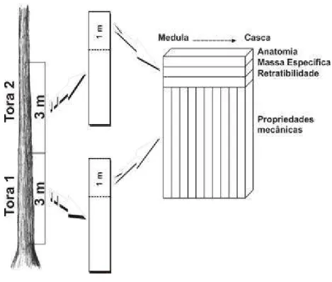 Figura 2 – Esquema de retirada dos corpos de prova. 