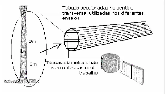 Figura 2 - Esquema de retirada das amostras ao longo do fuste. 