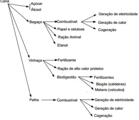 Figura 4 – Alguns produtos e subprodutos da cana-de-açúcar. 