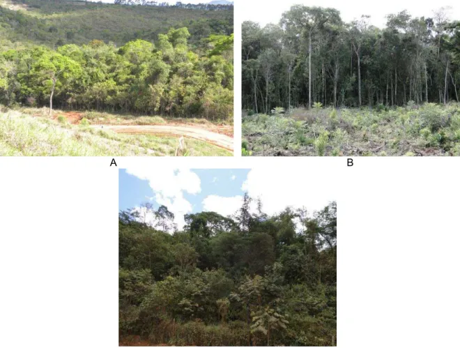 Figura 5 – Floresta Estacional Semidecidual, em seus estágios sucessionais, na área onde foram  coletados os dados