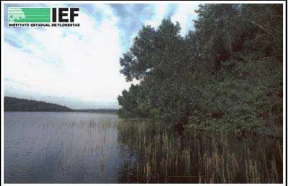 Figura 7 – Lagoa Dom Helvécio – Parque Estadual do Rio Doce.  Fonte: IEF, 2005d.