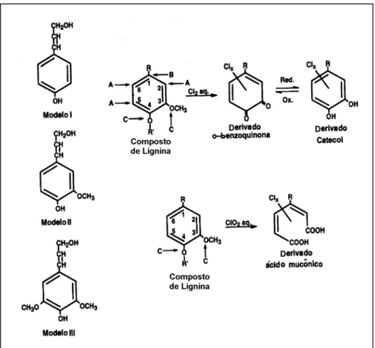 Figura 6 - Reação com o cloro e dióxido de cloro, em que A – substituição  aromática; B – deslocamento eletrofílico; e C – oxidação  (SPENGEL et al.,1994).