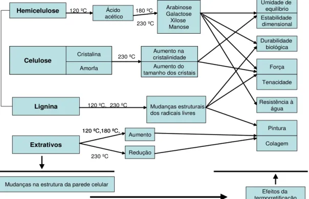 FIGURA  1  –  Mecanismos  de  reação  da  madeira  tratada  termicamente  (VTT, 1996)