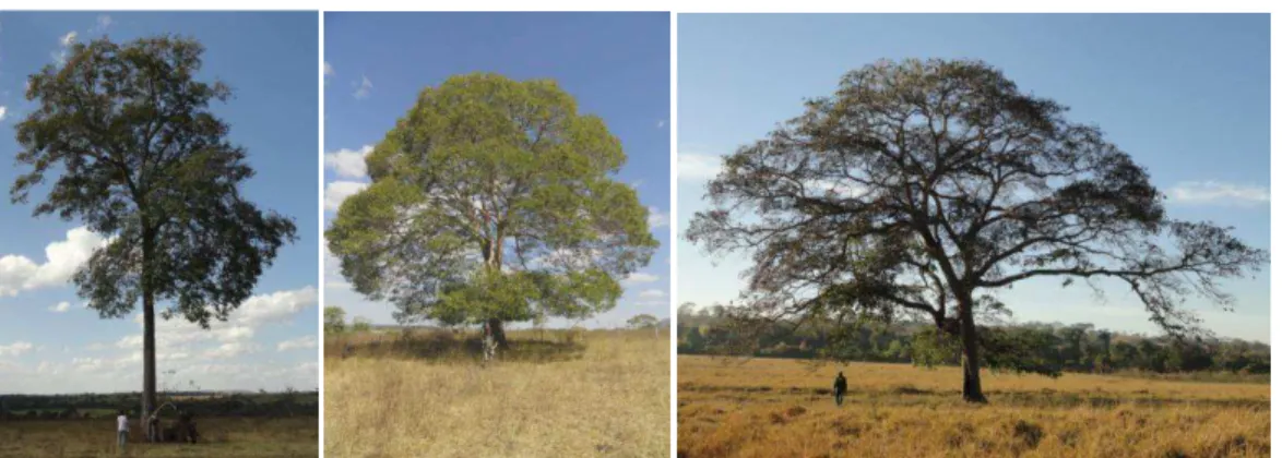 Figura  2.4  -  Árvores  de  Hymenaea  courbaril  dispersas  em  áreas  abertas,  propriedade Serra da Jibóia, Nazário - Goiás.