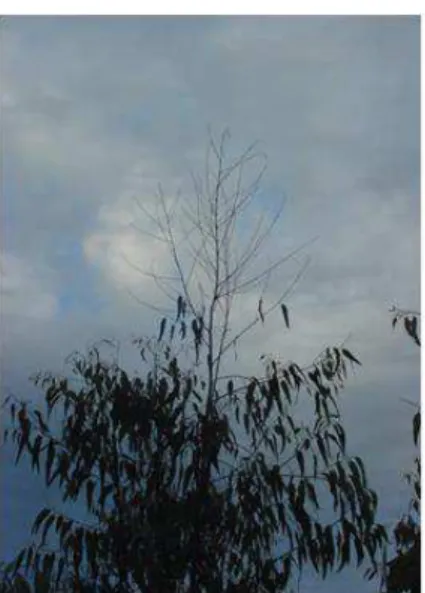 Figura 2 – Aspecto da seca de ponteiros em plantas de clones de eucalipto,  aos 13 meses de idade, no final do período seco, em Vazante, MG