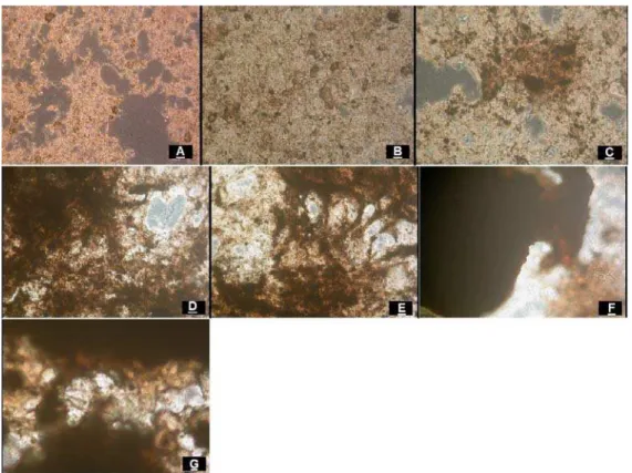 Figura  7  - Fotomicrografias do lodo do reator granular. (A), (B) e (C) lodo floculento; (D) e (E) início do  aparecimento de grânulos; (F) maior parte do lodo constituída por grânulos; (G) lodo granular