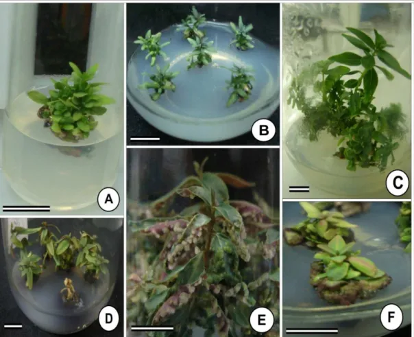 Figura  3  -  Detalhe  das  brotações  micropropagadas  de  Eucalyptus  urophylla  x  E