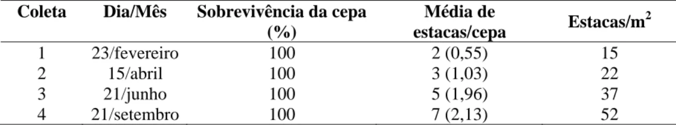 Tabela 1- Sobrevivência e número médio de estacas por cepa e por m 2  de pau-jacaré, em  cada coleta, em jardim clonal