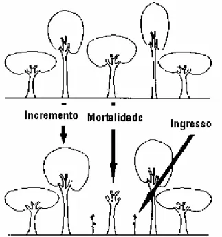 Figura 2 - Componentes do crescimento florestal (VANCLAY, 1994). 