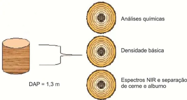 Figura 12 – Esquema de separação dos discos de madeira. 