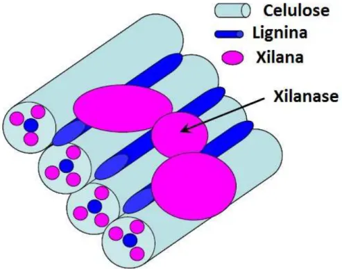 Figura 1. Esquema do mecanismo de ação da xilanase. 
