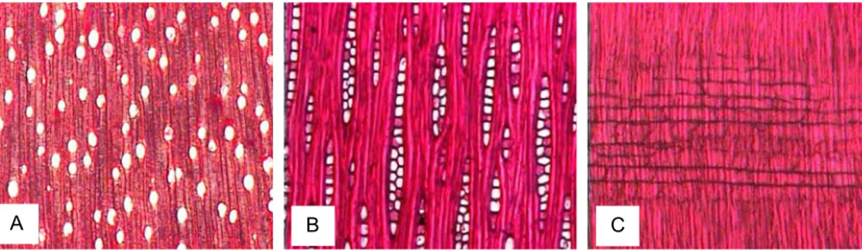 Figura 4 – Imagens dos planos transversal (A), tangencial (B) e radial (C) da  madeira de  Eucalyptus benthamii 