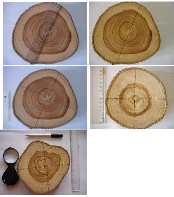 Figura 3 – Ilustração do procedimento para medição dos anéis de  crescimento em cada disco
