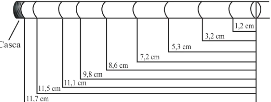 Figura 7 – Esquema de medição dos raios, sem casca, da árvore número 1 