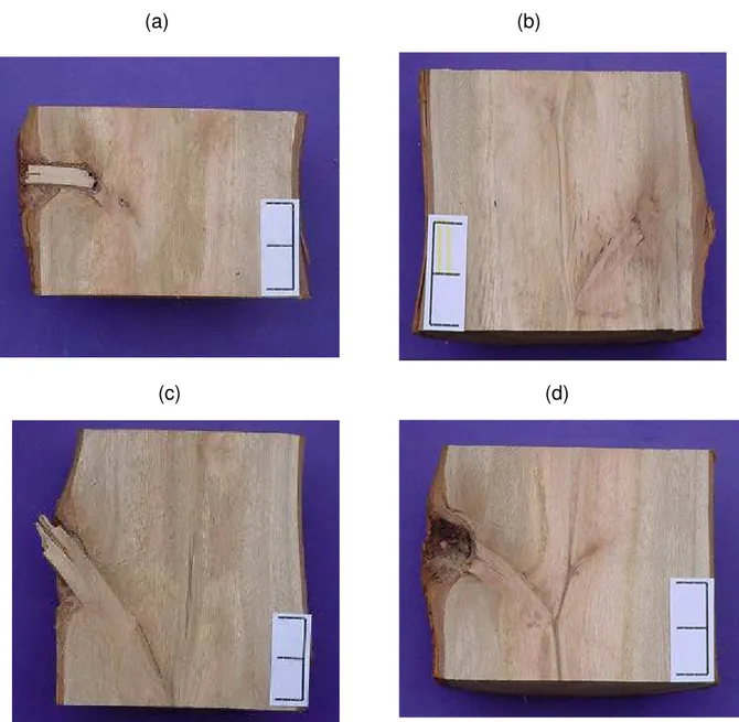 Figura 7-  Cortes longitudinais em seções do tronco, para  a testemunha, aos  55 meses de idade, para ferimentos da desrama natural com (a;b)  diâmetro entre 0-1,5 m (Classe 1) e (c;d) &gt; 1,5 cm (Classe 2), na primeira  tora de plantas do clone 24504 de 