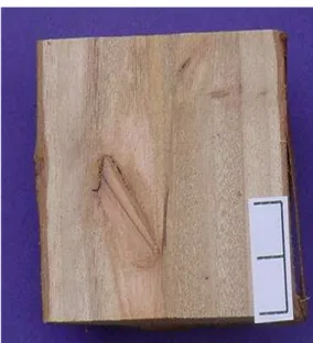 Figura 8-  Cortes longitudinais em seções do tronco, para o tratamento  1,0+1,0+1,0+3,0, aos 55 meses de idade, para ferimentos de desrama  artificial com (a) diâmetro entre 0-1,5 m (Classe 1) e (b) &gt; 1,5 cm  (Classe 2), na primeira tora de plantas do c