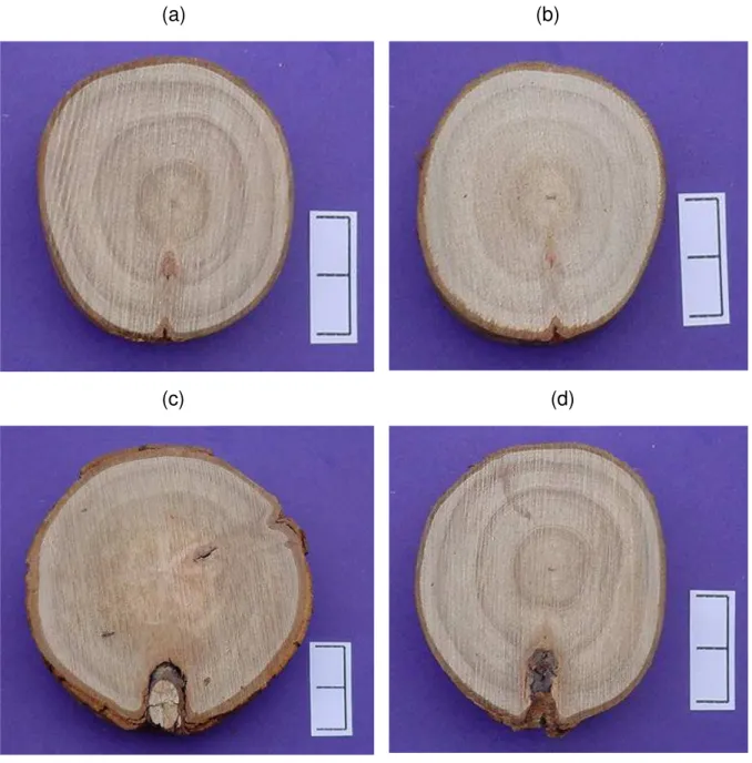 Figura 10-  Cortes transversais  em seções do tronco, para  a testemunha, aos  55 meses de idade, para ferimentos da desrama natural com (a;b)  diâmetro entre 0-1,5 m (Classe 1) e (c;d) &gt; 1,5 cm (Classe 2) na primeira  tora de plantas do clone 24504 de 