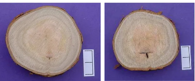 Figura 11-  Cortes transversais em seções do tronco, para o tratamento  1,0+1,0+1,0+3,0, aos 55 meses de idade, para ferimentos de desrama  artificial com (a) diâmetro entre 0-1,5 m (Classe 1) e (b) &gt; 1,5 cm  (Classe 2) na primeira tora de plantas do cl