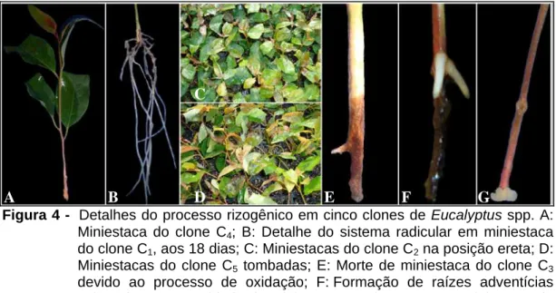 Figura 4 -  Detalhes do processo rizogênico em cinco clones de Eucalyptus spp. A: 