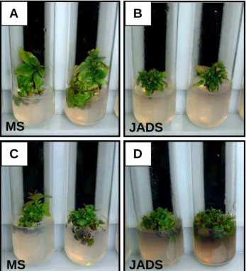 Figura 3 – Gemas de clones de Eucalyptus urophylla x E. globulus após 30 dias em meio  de multiplicação JADS e MS, no nono subcultivo