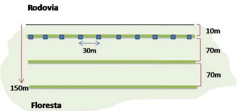 Figura 3 – Esquema representando o grid de coleta de dados no Parque Estadual da  Serra do Brigadeiro (PESB), MG, sendo composto por três transectos instalados a partir  da borda da mata, paralelos a estrada, distantes 30 m entre si em cada transecto, e co