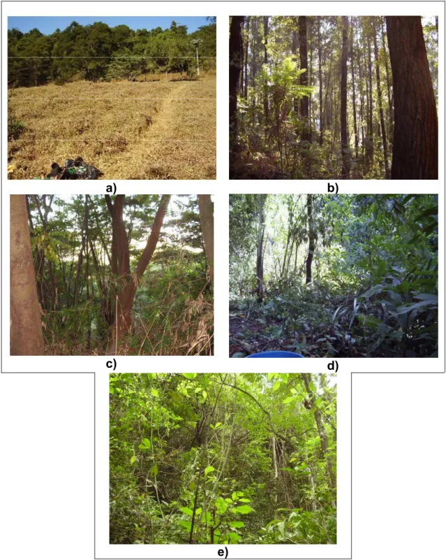 Figura 3 - Vistas parciais dos usos de solo onde foram realizados os ensaios com o infiltrômetro e o penetrômetro na Bacia Hidrográfica do Córrego Zerede, em Timóteo-MG: a) pastagem ; b) plantio de eucalipto; c) floresta  secun-dária na sub-bacia B; d) reg