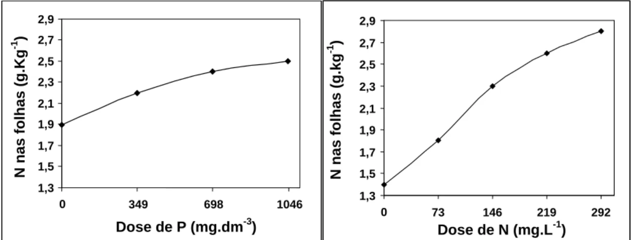 Figura 2 – Concentração média de N foliar em função de doses de fósforo (P) aplicadas  em substrato e de nitrogênio aplicadas na ferti-irrigação (dados dos três clones)