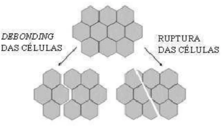 Figura  2.  &#34;Debonding&#34;  (desligamento)  e  ruptura  da  parede  celular  que  podem  ocorrer em tecidos vegetais (CHIRALT et al., 2001)