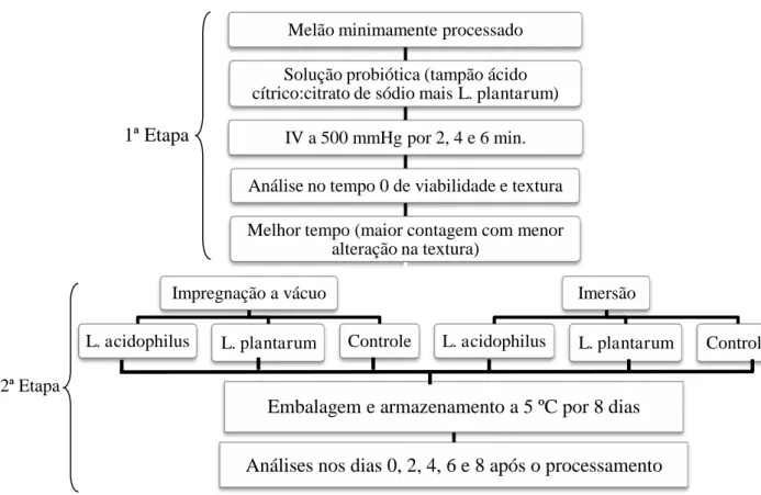 Figura 3. Esquema do experimento. 