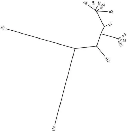 Figura  3-  Árvore  filogenética  construída  a  partir  das  sequencias  do  gene  16S  das  espécies  identificadas