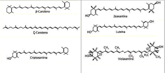 Figura  1  -  Estrutura  química  de  alguns  carotenoides.  Fonte:  Adaptado  de  Ambrósio et al