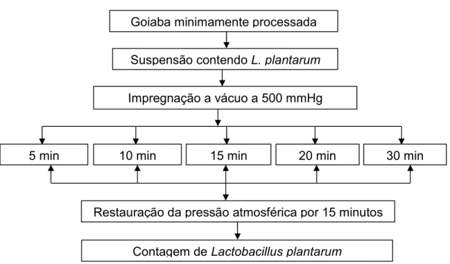 Figura  3  –  Esquema  do  delineamento  experimental  em  parcela  sub  dividida  (segundo experimento)