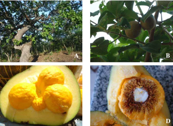 Figura  1  -  Fotos  do  pequizeiro  (A);  do  fruto  no  pequizeiro  (B);  do  corte 