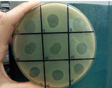 Figura 1:  Placas de lise típicas em culturas de  Salmonella  Enteritidis usando  diferentes bacteriófagos isolados